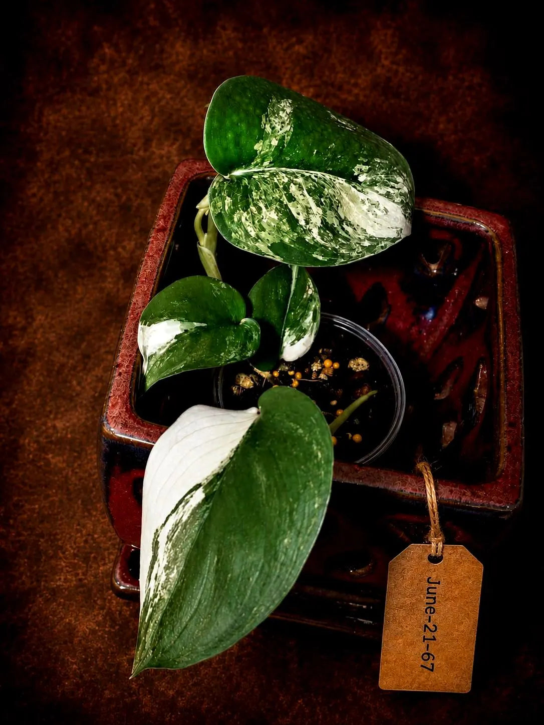 Scindapsus Jade Satin Variegated - Yellow Variegation - (June-21-67)