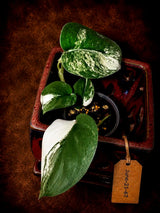 Scindapsus Jade Satin Variegated - Yellow Variegation - (June-21-67)