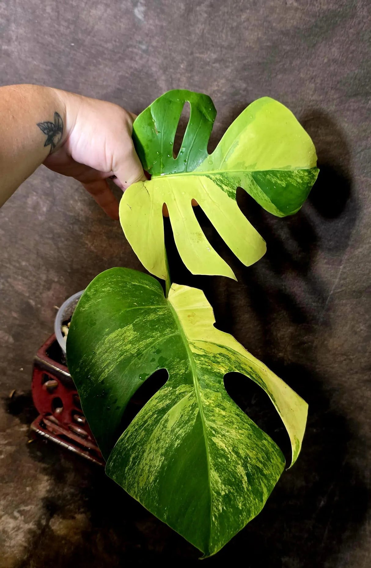 Monstera Aurea Variegated Borsigiana - Monstera Marmota - (June-5-75)