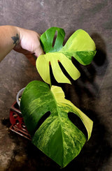 Monstera Aurea Variegated Borsigiana - Monstera Marmota - (June-5-75)