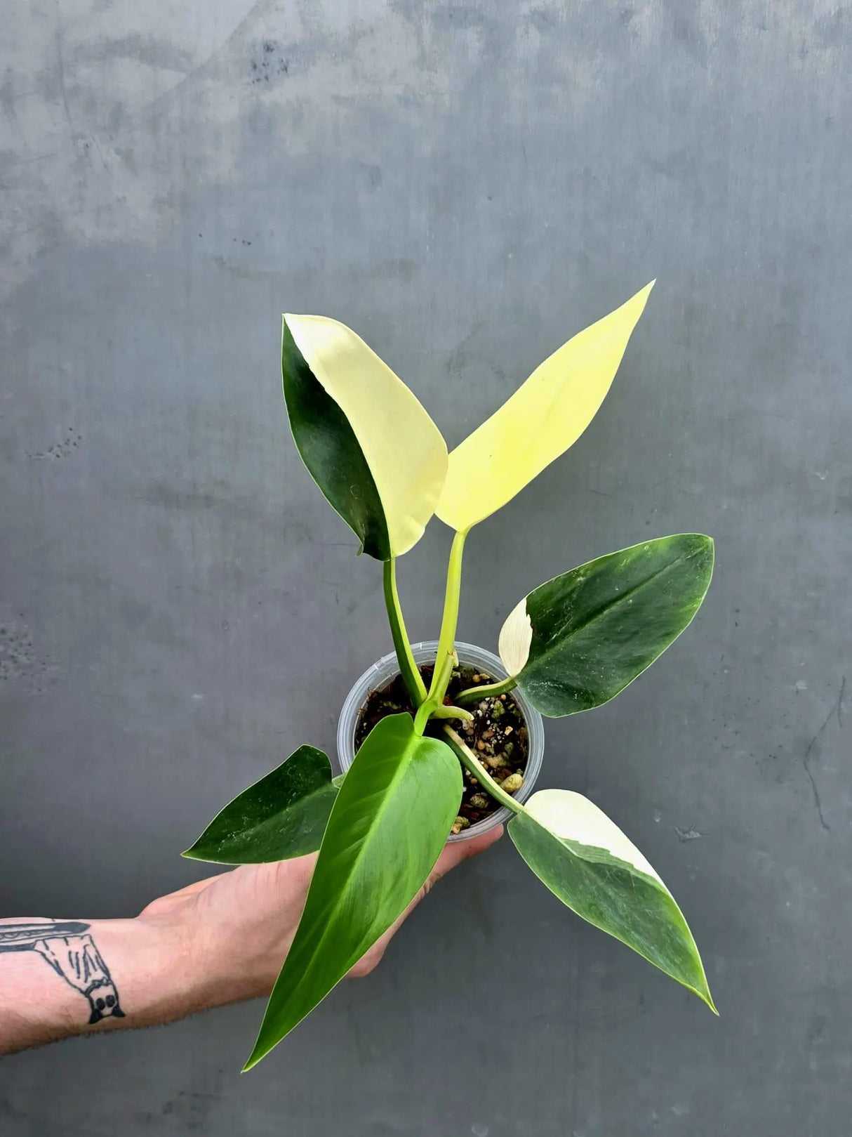Variegated Philodendron Green Congo - Stunning White & Mint Variegation - (June-17-26)