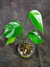 Variegated Monstera Albo - White Albo Borsigiana (Aug-25-34)