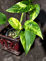 Rare Variegated Golden Flame Epipremnum Pinnatum - (June-21-58)