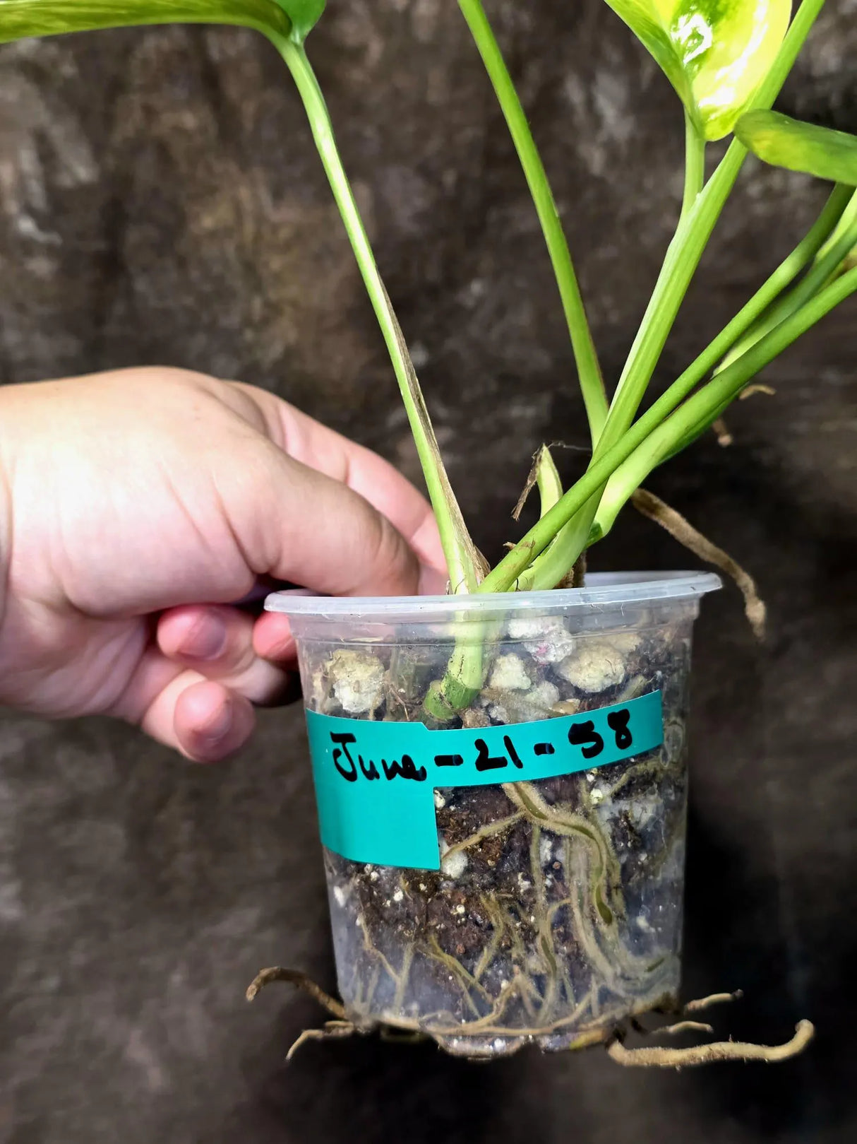 Rare Variegated Golden Flame Epipremnum Pinnatum - (June-21-58)