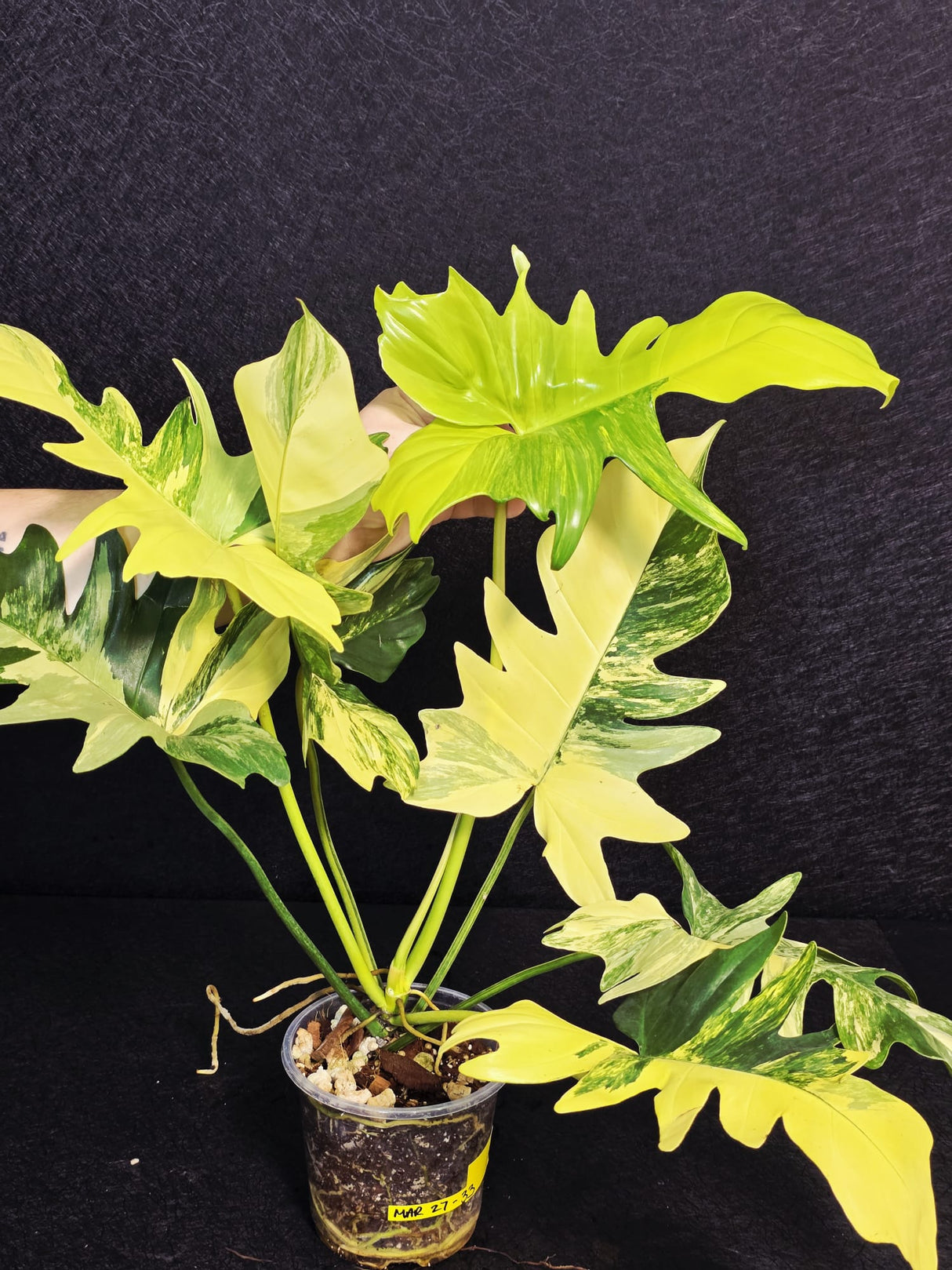 Variegated Philodendron Florida Beauty x Mayoi - Super Rare Live Plants - EXACT Same Plant - US Seller