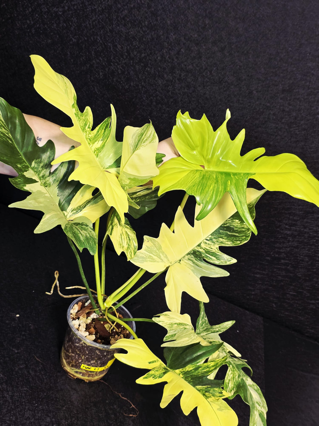 Variegated Philodendron Florida Beauty x Mayoi - Super Rare Live Plants - EXACT Same Plant - US Seller
