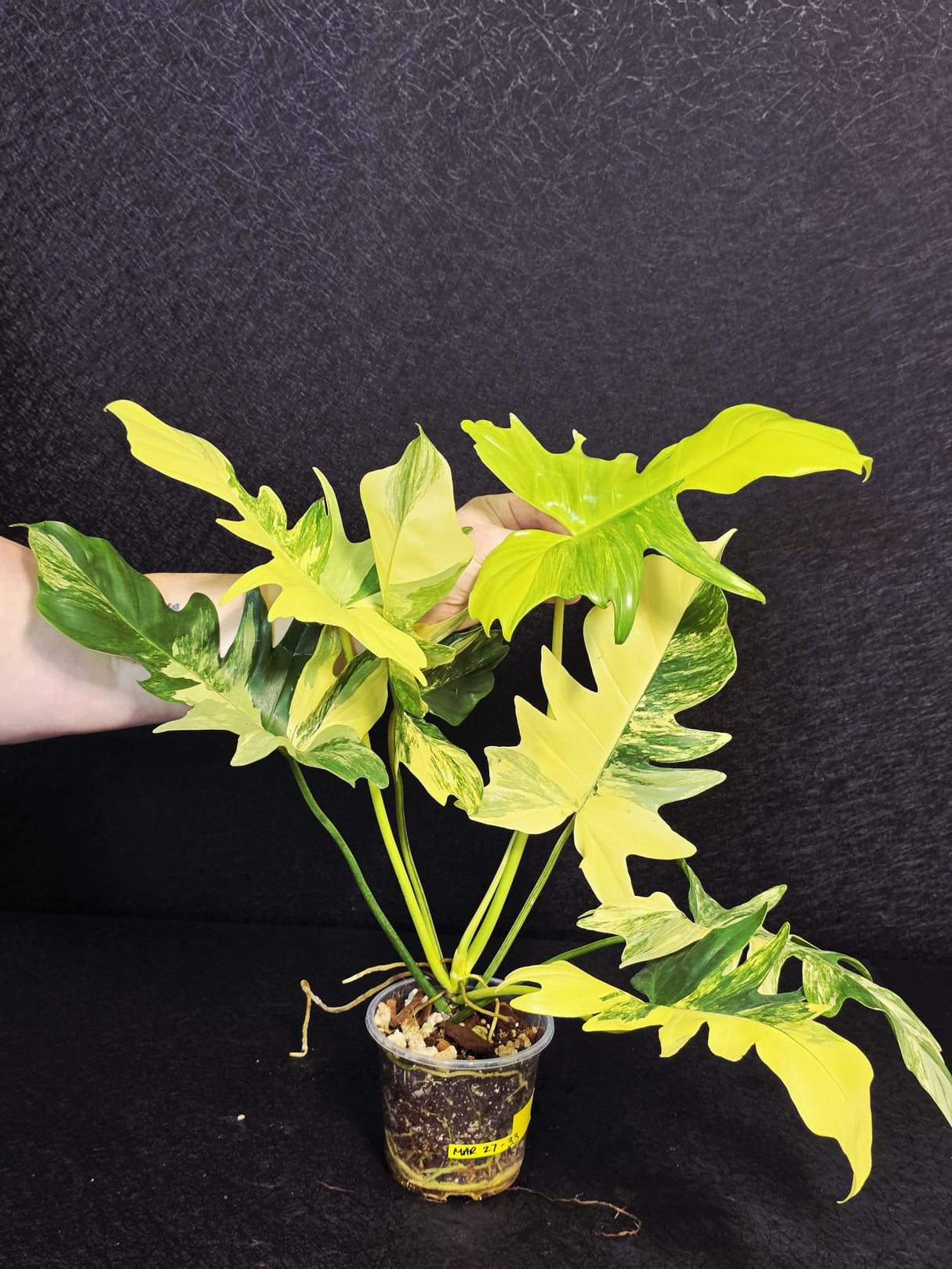 Variegated Philodendron Florida Beauty x Mayoi - Super Rare Live Plants - EXACT Same Plant - US Seller