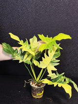 Variegated Philodendron Florida Beauty x Mayoi - Super Rare Live Plants - EXACT Same Plant - US Seller