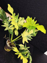 Variegated Philodendron Florida Beauty x Mayoi - Super Rare Live Plants - EXACT Same Plant - US Seller