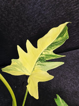 Variegated Philodendron Florida Beauty x Mayoi - Super Rare Live Plants - EXACT Same Plant - US Seller