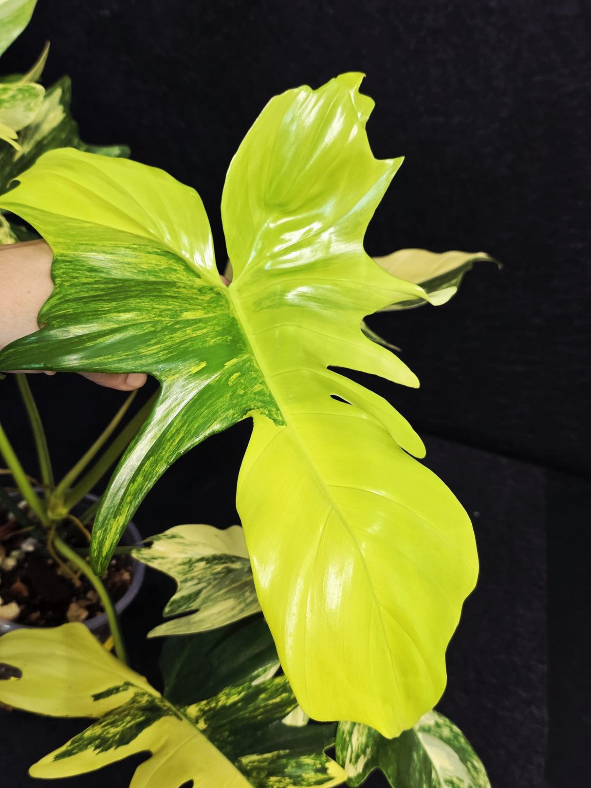 Variegated Philodendron Florida Beauty x Mayoi - Super Rare Live Plants - EXACT Same Plant - US Seller