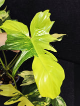 Variegated Philodendron Florida Beauty x Mayoi - Super Rare Live Plants - EXACT Same Plant - US Seller