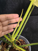 Variegated Philodendron Florida Beauty x Mayoi - Super Rare Live Plants - EXACT Same Plant - US Seller
