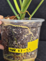 Variegated Philodendron Florida Beauty x Mayoi - Super Rare Live Plants - EXACT Same Plant - US Seller