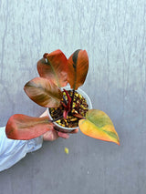Variegated Black Cardinal Philodendron - Rare Collector Plant - Very Hard to come by - EXACT Same Plant - US Seller