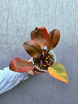 Variegated Black Cardinal Philodendron - Rare Collector Plant - Very Hard to come by - EXACT Same Plant - US Seller
