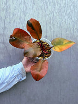Variegated Black Cardinal Philodendron - Rare Collector Plant - Very Hard to come by - EXACT Same Plant - US Seller