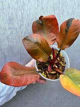 Variegated Black Cardinal Philodendron - Rare Collector Plant - Very Hard to come by - EXACT Same Plant - US Seller