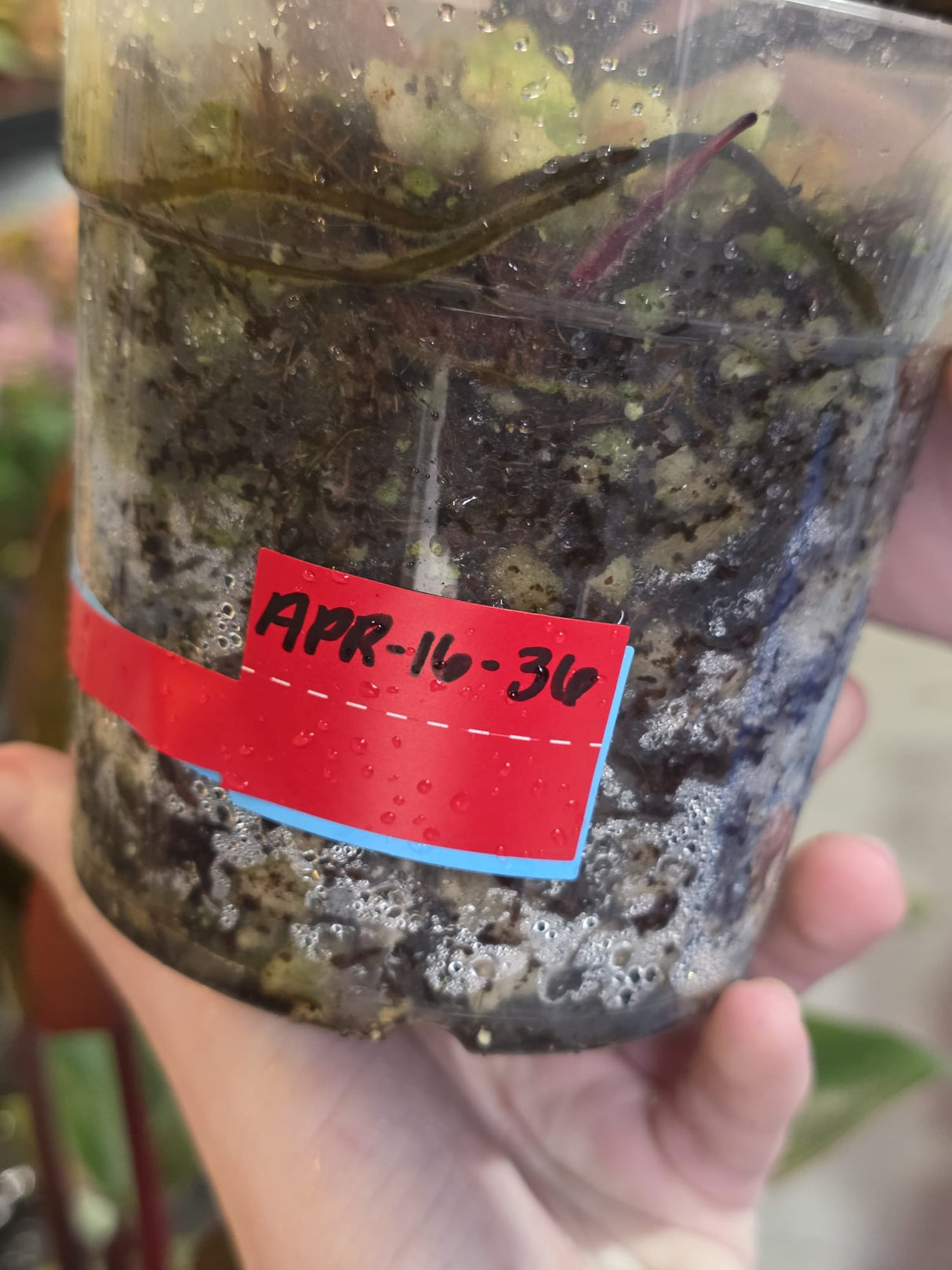 Variegated Black Cardinal Philodendron - Rare Collector Plant - Very Hard to come by - EXACT Same Plant - US Seller