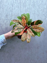 Philodendron Red Congo Variegated - Red Congo Mint Hybrid Rare Plants - Hard to Come By - EXACT Plant - US Seller