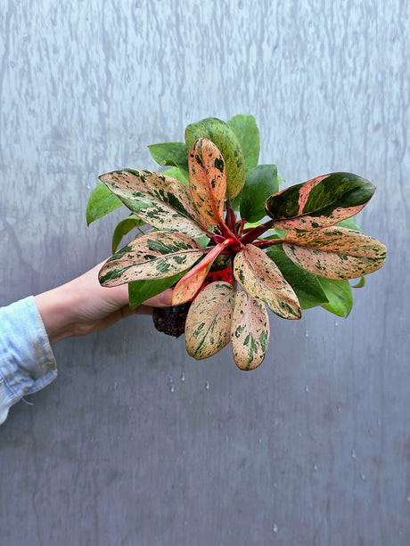 Philodendron Red Congo Variegated - Red Congo Mint Hybrid Rare Plants - Hard to Come By - EXACT Plant - US Seller