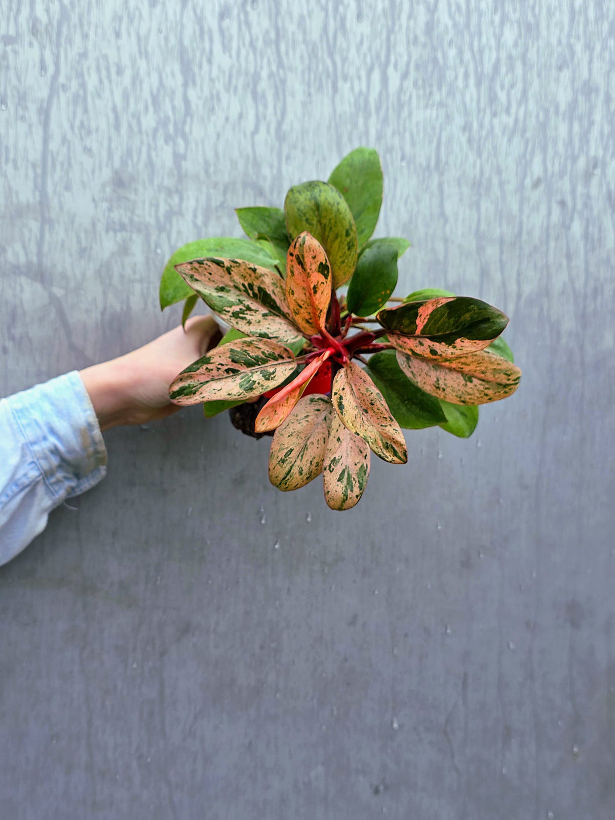 Philodendron Red Congo Variegated - Red Congo Mint Hybrid Rare Plants - Hard to Come By - EXACT Plant - US Seller
