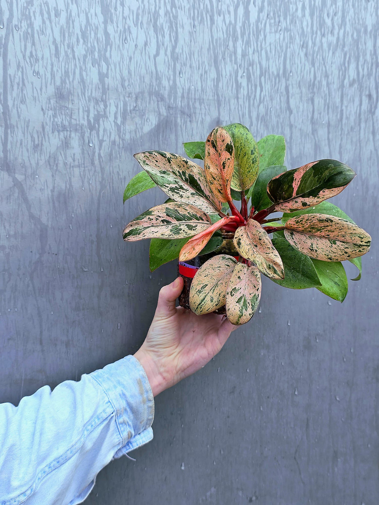 Philodendron Red Congo Variegated - Red Congo Mint Hybrid Rare Plants - Hard to Come By - EXACT Plant - US Seller