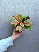 Philodendron Red Congo Variegated - Red Congo Mint Hybrid Rare Plants - Hard to Come By - EXACT Plant - US Seller
