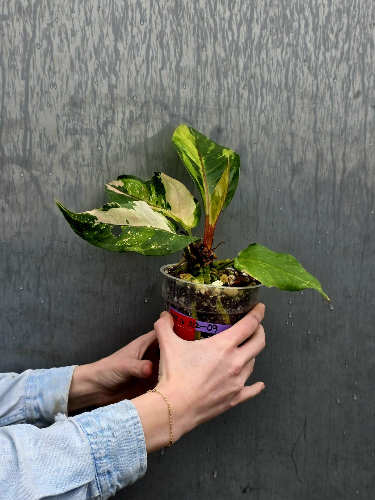 Varigated Anthurium Renaissance Pink