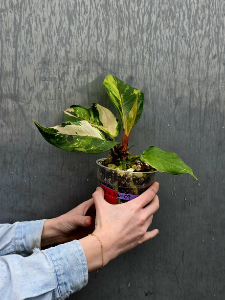 Varigated Anthurium Renaissance Pink