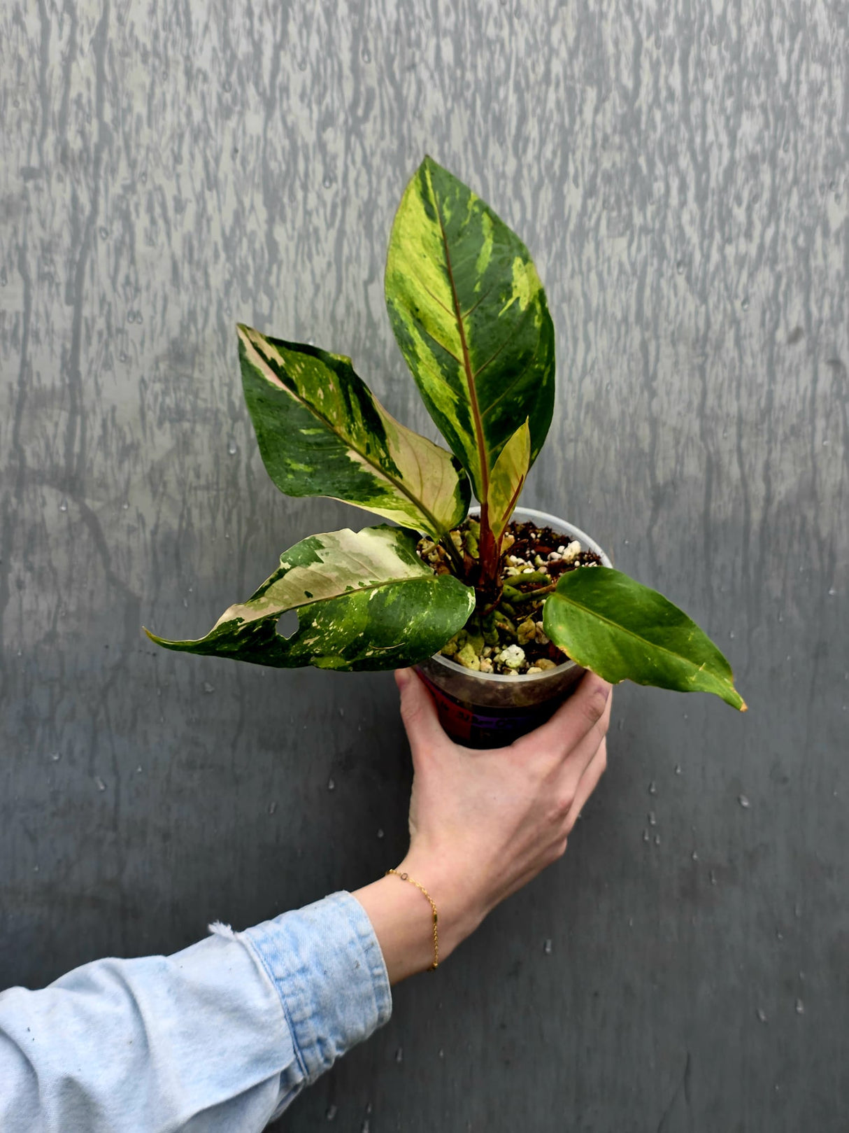Anthurium Renaissance Pink - Super Rare Pink Yellow Variegated - EXACT Plant - US Seller