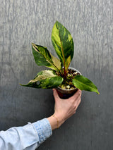 Anthurium Renaissance Pink - Super Rare Pink Yellow Variegated - EXACT Plant - US Seller