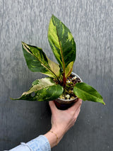 Anthurium Renaissance Pink - Super Rare Pink Yellow Variegated - EXACT Plant - US Seller