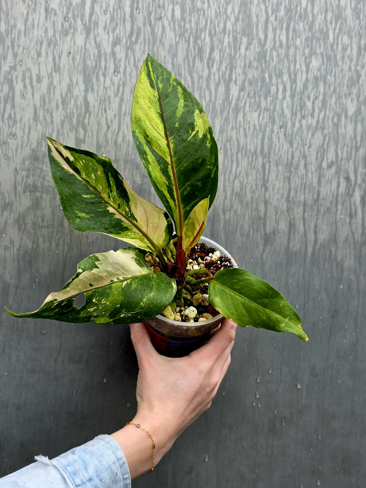 Anthurium Renaissance Pink - Super Rare Pink Yellow Variegated - EXACT Plant - US Seller