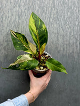 Anthurium Renaissance Pink - Super Rare Pink Yellow Variegated - EXACT Plant - US Seller