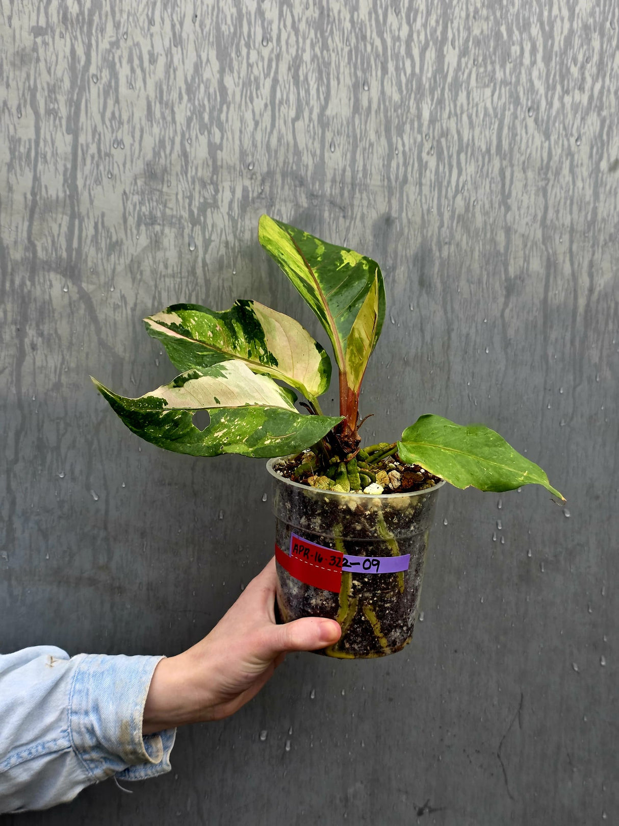 Anthurium Renaissance Pink - Super Rare Pink Yellow Variegated - EXACT Plant - US Seller