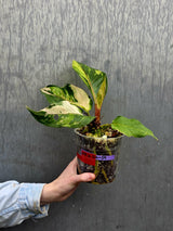 Anthurium Renaissance Pink - Super Rare Pink Yellow Variegated - EXACT Plant - US Seller