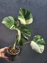  White Albo Borsigiana Plant