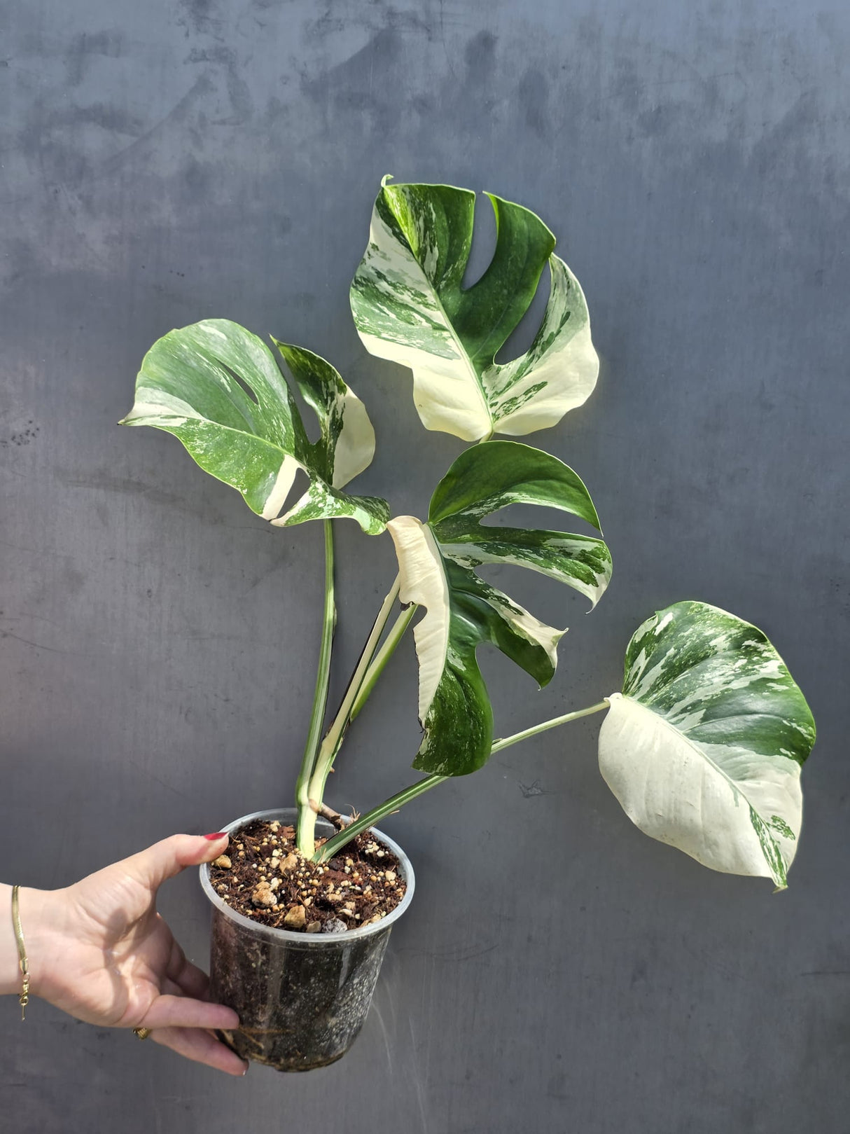 Variegated Monstera Albo - White Albo Borsigiana - Rare Collector Plant - Exact Same Plant - US Seller