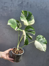 Variegated Monstera Albo - White Albo Borsigiana - Rare Collector Plant - Exact Same Plant - US Seller
