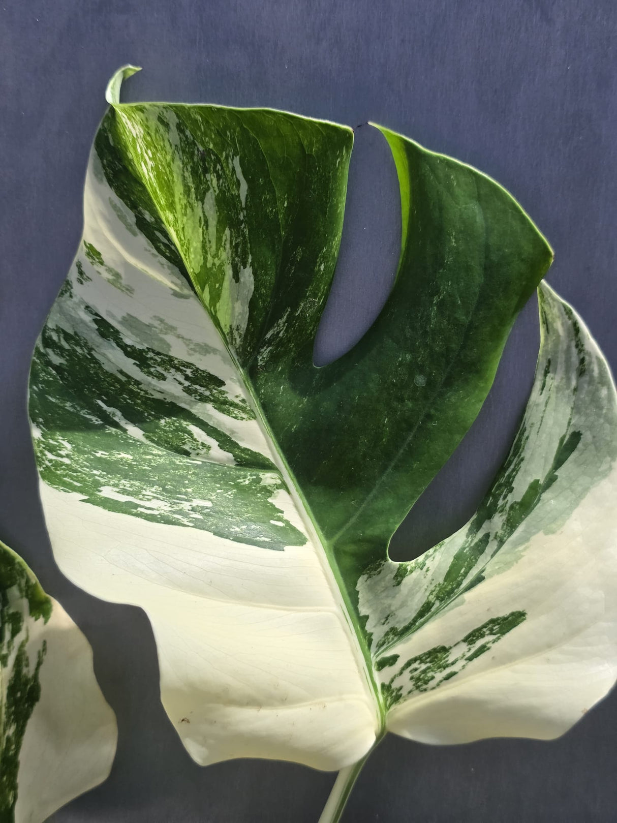 Variegated Monstera Albo - White Albo Borsigiana - Rare Collector Plant - Exact Same Plant - US Seller