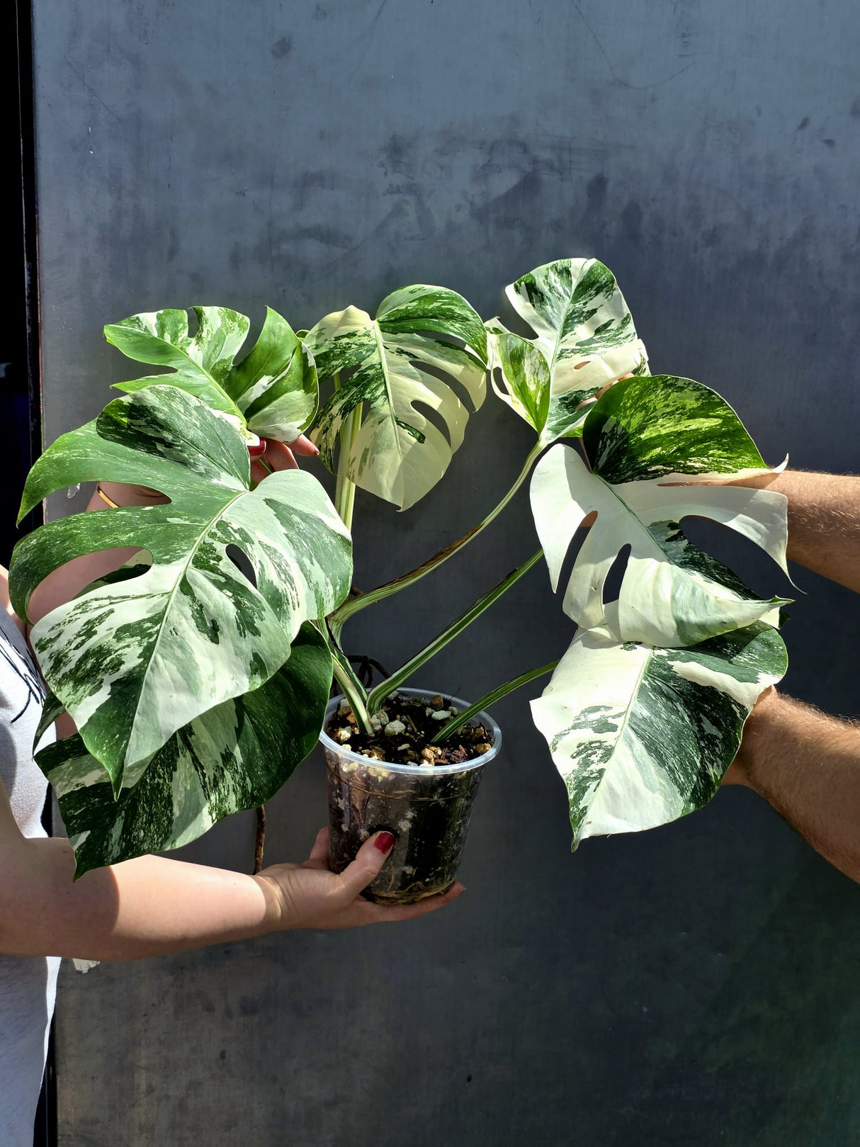 Albo Borsigiana EXACT Plant 