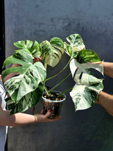 Albo Borsigiana EXACT Plant 