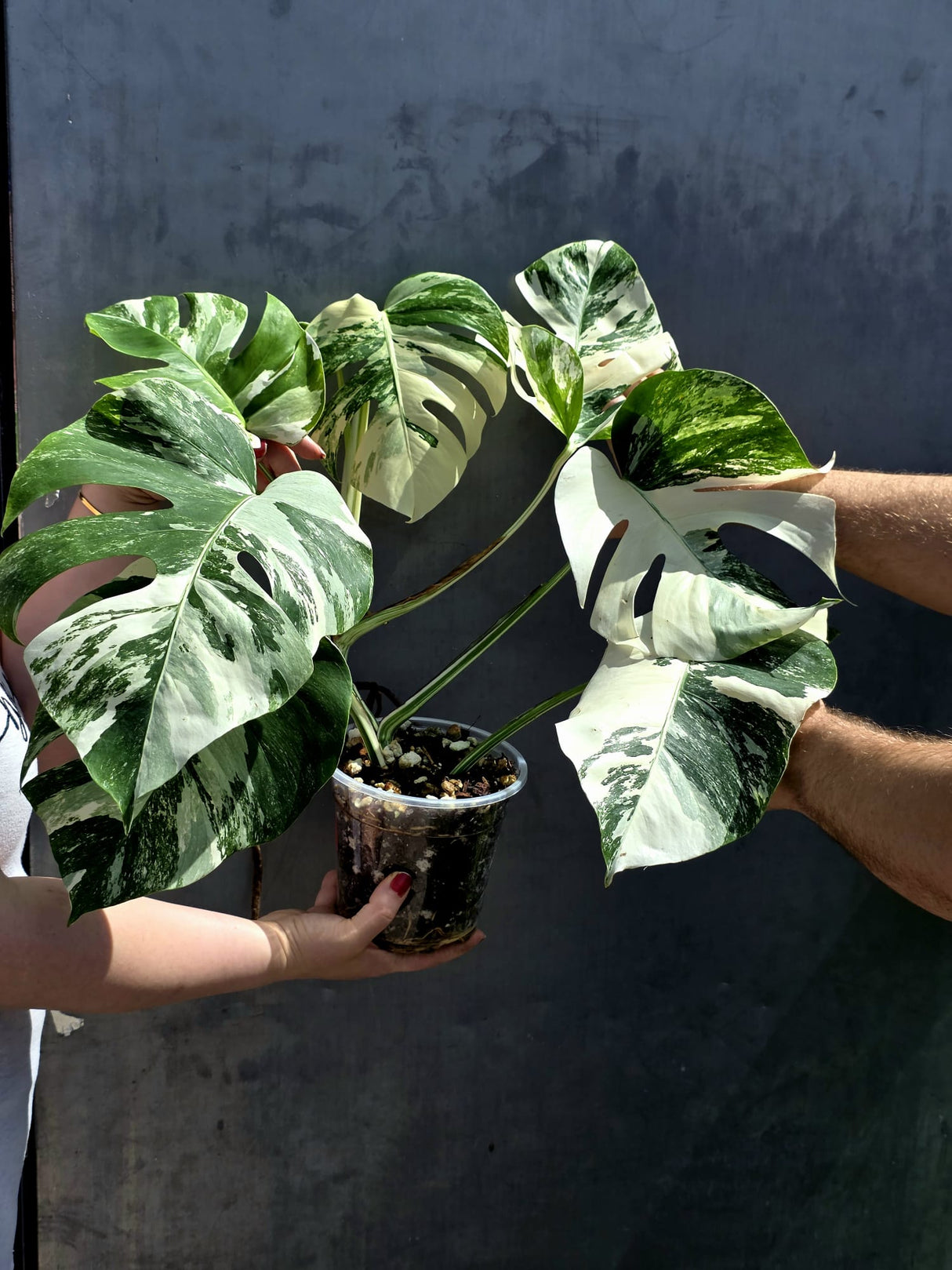 Albo Borsigiana Mature Large Plant