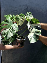 Albo Borsigiana Mature Large Plant