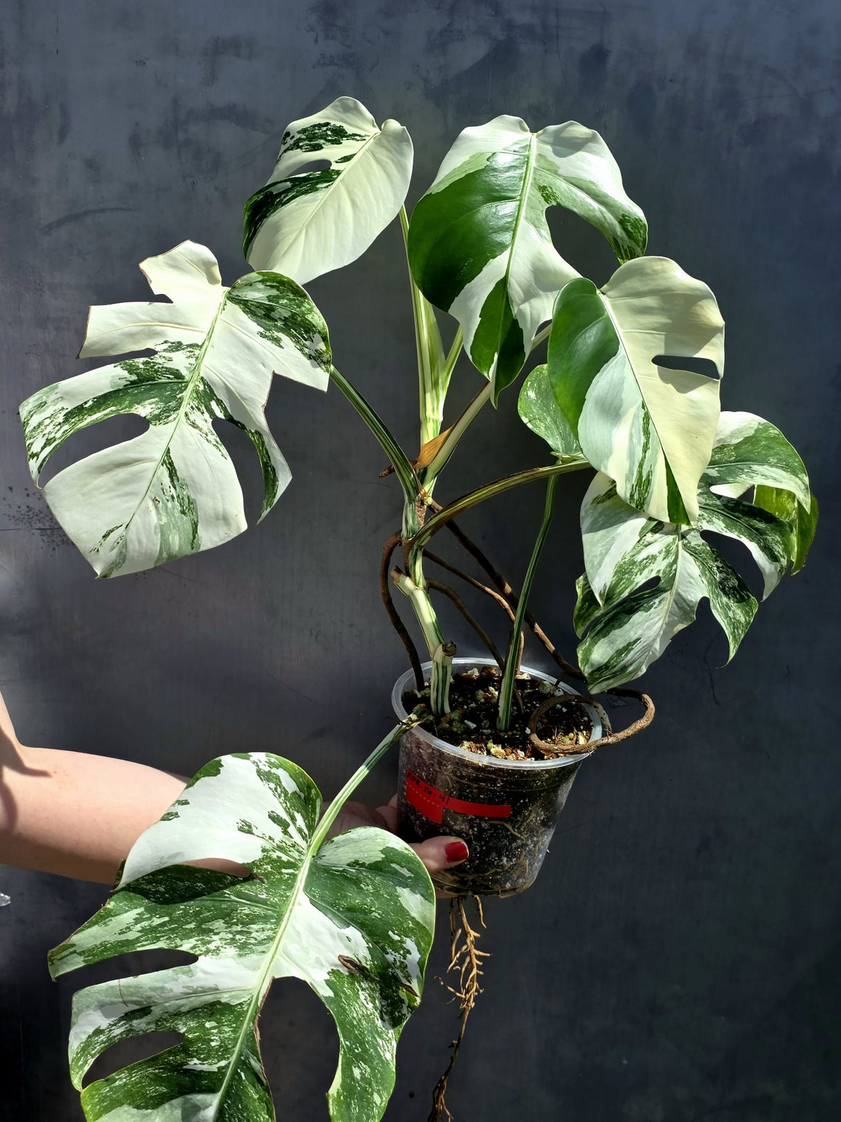 Varigated Monstera Albo Plant