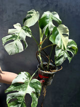 Varigated Monstera Albo Plant
