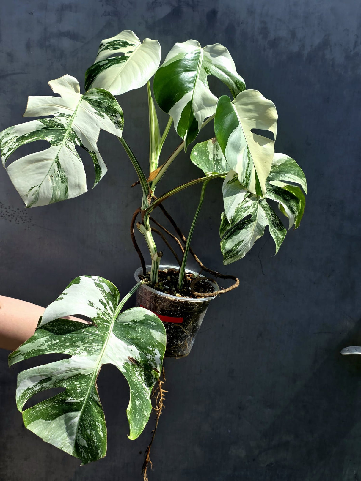 Variegated Monstera Albo - White Albo Borsigiana - Rare Collector Plant - Exact Plant - US Seller