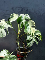 Variegated Monstera Albo - White Albo Borsigiana - Rare Collector Plant - Exact Plant - US Seller