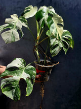 Variegated Monstera Albo - White Albo Borsigiana - Rare Collector Plant - Exact Plant - US Seller